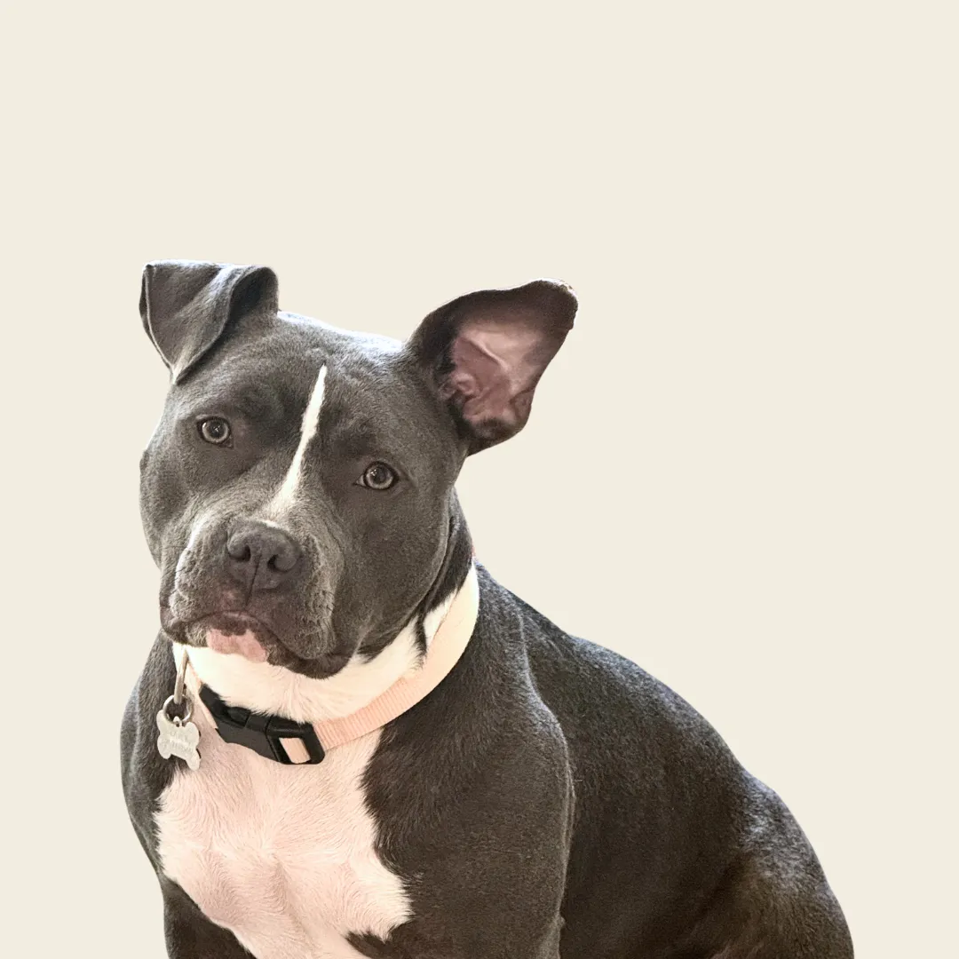 Graycie